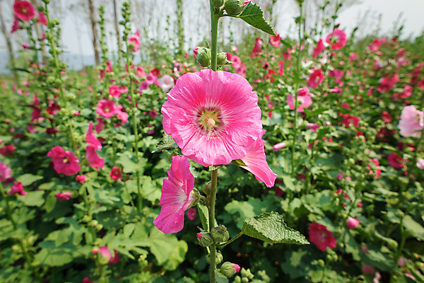 포토 JPG 해외이미지 식물 공원 꽃 분홍색 잎 꽃무늬 자연 휴식 사람없음 야외 장식 초록색 컬러풀 정원 벚꽃 신선 꽃가루 강렬 해외포토 공공시설 컬러 컨셉 무늬 가루 생태계 파일형식 이미지허브