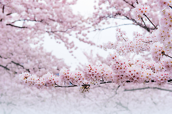 포토 JPG 해외이미지 나무 식물 계절 꽃 분홍색 백그라운드 꽃무늬 과일 자연 친절 서울 한국 동양인 사람없음 정원 축제 봄 벚꽃 흰색 나뭇가지 신선 개화 체리 닫기 4월 묘사 부드러움 내추럴 블러 해외포토 아시아 컬러 무늬 모션 인종 감각 날짜 생태계 파일형식 이미지허브