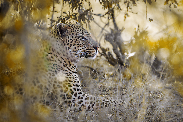 포토 JPG 해외이미지 주간 한마리 응시 야생동물 자연 초원 사람없음 야외 소프트포커스 맹수 표범 남아프리카 보츠와나 해외포토 자연요소 동물 1 시선 포유류 아프리카 촬영기법 생태계 파일형식 이미지허브