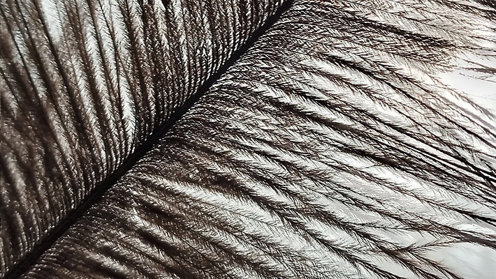 포토 JPG 해외이미지 동물 야생동물 백그라운드 패턴 날개 아프리카 자연 조류 추상 털 따뜻함 사람없음 장식 가로 뷰티 갈색 침묵 회색 우아함 깃털 싱글 질감 생물학 부드러움 솜털 타조 내추럴 고립 깃털펜 해외포토 교육 나라 컬러 컨셉 무늬 펜 소리 감각 생태계 파일형식 이미지허브