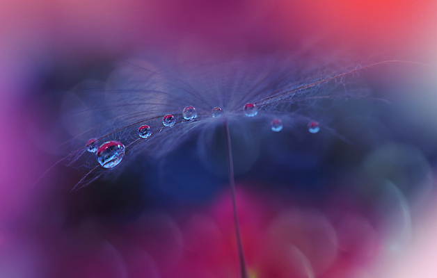 포토 JPG 해외이미지 식물 계절 꽃 실루엣 백그라운드 패턴 자연 벽지 추상 건조 사랑 미술 경사 사람없음 옆모습 물 파란색 빛 뷰티 놀람 거품 낭만 물방울 신선 투명 이슬 민들레 제비꽃 묘사 만족 유기농 내추럴 특별함 많음 해외포토 자연요소 웰빙 감정 뷰포인트 컬러 컨셉 무늬 문화예술 촬영기법 표정 생태계 파일형식 이미지허브