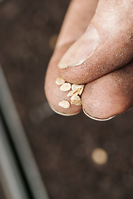 포토 JPG 해외이미지 식물 백인 전통 손 컨셉 농업 토마토 채소 손가락 자연 미래 새로움 건강 씨앗 사람 취미 사람없음 야외 농작물 정원 희망 흙 봄 잡기 작업 작음 묘사 시작 준비 유기농 원예 먼지 내추럴 땅바닥 밭일 조작 파종 세련 해외포토 서양인 웰빙 계절 감정 산업 모션 바닥 신체부위 농사 크기 생태계 파일형식 이미지허브