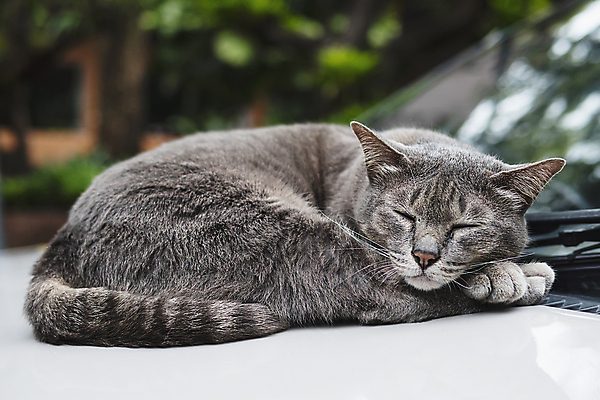 포토 JPG 해외이미지 동물 1 행복 백그라운드 오렌지 포유류 태국 자연 휴식 털 동양인 사람없음 야외 빨간색 반려동물 고양이 줄무늬 회색 흰색 잠 작음 모피 싱글 코 부드러움 얼룩무늬 솜털 생강 거짓말 해외포토 감정 아시아 컬러 컨셉 무늬 채소 과일 인종 신체부위 감각 크기 생태계 파일형식 이미지허브
