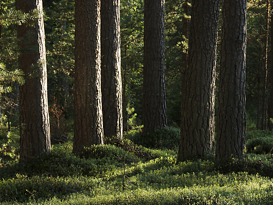 포토 JPG 해외이미지 나무 식물 계절 공원 자연 이끼 풍경 사람없음 야외 목재 초록색 여름 햇빛 환경 침묵 가을 나뭇가지 소나무 바늘 숲 침엽수 전나무 삼림지대 가문비나무 해외포토 공공시설 컬러 재료 태양 소리 도구 생태계 파일형식 이미지허브