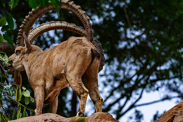 포토 JPG 해외이미지 동물 1 공원 남자 유럽 야생동물 여행 백그라운드 포유류 자연 초식동물 염소 산 털 뿔 동물원 종류 서기 사람없음 야외 갈색 머리 이탈리아 사막 황무지 알프스 멸종 염소자리 서식지 내추럴 동물상 전국 해외포토 공공시설 나라 컬러 모션 사람 신체부위 조형물 별자리 생태계 파일형식 이미지허브
