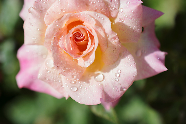 포토 JPG 해외이미지 주간 꽃 분홍색 근접촬영 사람없음 야외 아웃포커스 장미 물방울 해외포토 자연요소 식물 뷰포인트 컬러 촬영기법 파일형식 이미지허브