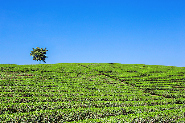 포토 JPG 해외이미지 나무 백그라운드 잎 밭 하늘 사람없음 초록색 농장 맑음 신선 녹차 유기농 해외포토 식물 웰빙 컬러 농업 날씨 차_음료 파일형식 이미지허브
