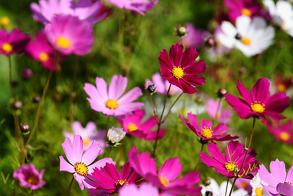 포토 JPG 해외이미지 식물 계절 꽃잎 꽃 분홍색 꽃다발 곤충 백그라운드 잎 꽃무늬 밭 자연 사람없음 초록색 파란색 컬러풀 정원 보라색 화목 봄 수확 벚꽃 개화 아래 제비꽃 질감 보케 옛날 해외포토 동물 컬러 컨셉 무늬 농업 방향 생태계 위치 파일형식 이미지허브