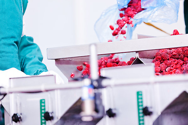 포토 JPG 해외이미지 손 공장 사람없음 신체부위 냉동 기계 붓기 제조 소프트포커스 산딸기 식품공장 냉동식품 해외포토 음식 과일 공업 모션 촬영기법 사람 파일형식 이미지허브