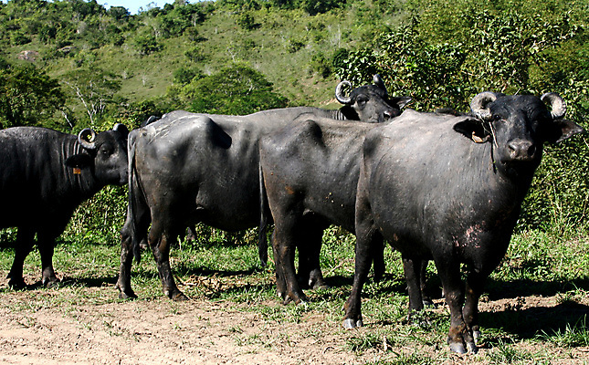 포토 JPG 해외이미지 동물 공원 남자 야생동물 밭 농업 포유류 아프리카 자연 뿔 동양인 사람없음 야외 물 농장 검은색 힘 목장 흰색 시골 도시 소 승마 카우보이 습지 군중 승차 큼 방목 황소 카우보이모자 내추럴 서쪽 브라질사람 해외포토 자연요소 모자_잡화 공공시설 나라 산업 스포츠 컬러 모션 사람 인종 축산업 크기 방향 생태계 파일형식 이미지허브