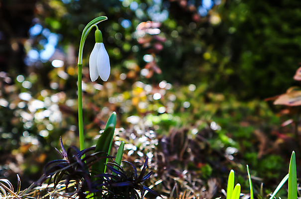 포토 JPG 해외이미지 식물 계절 꽃 백그라운드 잎 겨울 꽃무늬 자연 휴가 사람없음 야외 초록색 뷰티 환경 정원 맑음 봄 추위 성장 벚꽃 흰색 신선 개화 숲 싱글 원예 내추럴 헌병 해외포토 컬러 무늬 날씨 취미 군인 생태계 파일형식 이미지허브