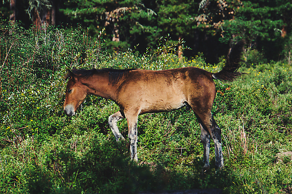 포토 JPG 해외이미지 동물 계절 어린이 포즈 밭 포유류 자연 휴식 초원 사람없음 야외 빨간색 초록색 여름 뷰티 농장 갈색 걷기 봄 자유 아기 승마 군중 밤 숲 작음 조랑말 탐사 망아지 무료 초식 혼자 해외포토 새끼 스포츠 컬러 컨셉 농업 모션 사람 견과류 말_동물 크기 생태계 파일형식 이미지허브