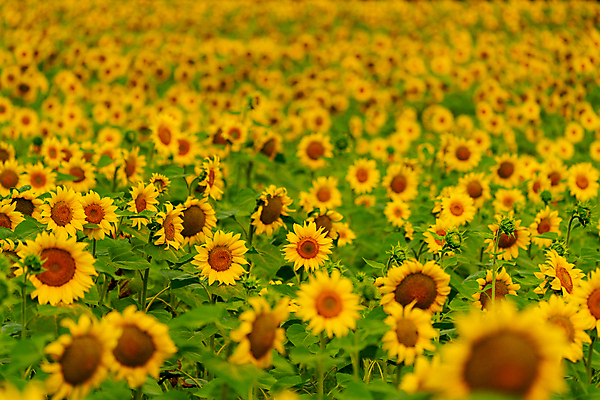 포토 JPG 해외이미지 주간 꽃밭 해바라기 사람없음 야외 해외포토 자연요소 꽃 파일형식 이미지허브