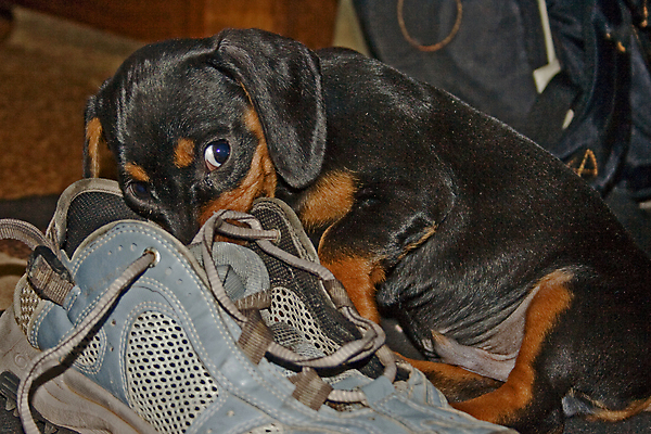 포토 JPG 해외이미지 동물 응시 얼굴 백그라운드 신발 포유류 휴식 털 사람없음 파란색 빛 반려동물 머리 검은색 소시지 개 강아지 선탠 닥스훈트 사냥개 귀 사냥꾼 길이 송곳니 거짓말 고립 기르기 우울감 유래 총구 해외포토 직업 시선 감정 컬러 컨셉 신체부위 가공식품 치아 돌봄 파일형식 이미지허브