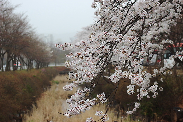 포토 JPG 해외이미지 나무 공원 꽃 길 자연 풍경 사람없음 야외 관광지 컬러풀 환경 정원 봄 낭만 벚꽃 나뭇가지 개화 체리 오솔길 4월 식물원 해외포토 식물 계절 공공시설 컬러 여행 컨셉 과일 날짜 생태계 파일형식 이미지허브