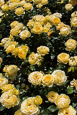 포토 JPG 해외이미지 꽃 백그라운드 잎 자연 사람없음 야외 장미 노란색 해외포토 식물 컬러 생태계 파일형식 이미지허브