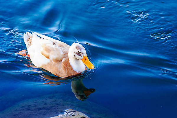 포토 JPG 해외이미지 북아메리카 사람없음 야외 가로 하이앵글 미국 부리 카피스페이스 해외포토 뷰포인트 아메리카 공백 파일형식 이미지허브