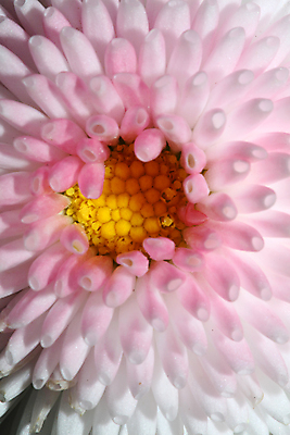 포토 JPG 해외이미지 식물 계절 꽃잎 꽃 유럽 분홍색 꽃무늬 자연 잔디 사람없음 야외 초록색 노란색 정원 봄 성장 벚꽃 흰색 원형 작음 원예 데이지 내추럴 해외포토 도형 나라 컬러 무늬 취미 크기 생태계 파일형식 이미지허브