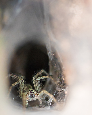 포토 JPG 해외이미지 동물 야생동물 곤충 태국 자연 사람없음 야외 숲 호기심 거미 해외포토 감정 아시아 컨셉 생태계 파일형식 이미지허브