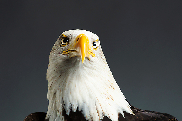 포토 JPG 해외이미지 동물 야생동물 날개 자연 조류 낚시 사람 앉기 사람없음 파란색 갈색 검은색 미국 흰색 먹이 심볼 깃털 사냥 부리 독수리 육식동물 사냥꾼 애국심 내추럴 웅장함 해외포토 직업 컬러 북아메리카 모션 레저 생태계 파일형식 이미지허브