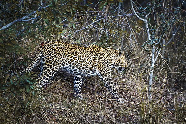 포토 JPG 해외이미지 주간 한마리 야생동물 자연 사람없음 야외 숲 맹수 표범 남아프리카 보츠와나 해외포토 자연요소 동물 1 포유류 아프리카 생태계 파일형식 이미지허브