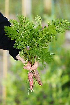 포토 JPG 해외이미지 식물 라이프스타일 손 음식 잎 농업 채소 오렌지 자연 건강 사람없음 초록색 컬러풀 갈색 정원 흙 당근 수확 시골 신선 잡기 그룹 다발 보따리 유기농 날것 뿌리 먼지 성분 비타민 내추럴 채식주의자 해외포토 웰빙 산업 컬러 과일 모션 뿌리채소 생활 신체부위 생태계 채식 영양소 파일형식 이미지허브