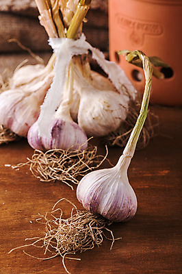 포토 JPG 해외이미지 식물 꽃 음식 농업 채소 전구 자연 건강 마늘 사람없음 농장 정원 수확 성장 신선 다발 보따리 유기농 원예 뿌리 흙더미 내추럴 밭일 채식주의자 해외포토 웰빙 산업 취미 흙 생태계 채식 파일형식 더미 이미지허브