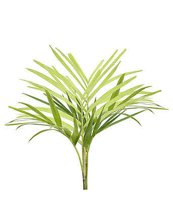 포토 JPG 해외이미지 나무 식물 계절 아시아 백그라운드 잎 농업 자연 손바닥 사람없음 야외 목재 초록색 여름 정원 봄 성장 흰색 나뭇가지 숲 작음 오브젝트 싱글 원예 내추럴 고립 해외포토 손 나라 산업 컬러 재료 취미 크기 생태계 파일형식 이미지허브