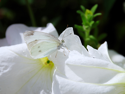 포토 JPG 해외이미지 식물 동물 1 계절 꽃잎 꽃 야생동물 나비 곤충 백그라운드 패턴 날개 자연 안테나 사람없음 야외 초록색 여름 뷰티 봄 벚꽃 흰색 우아함 수분 싱글 해외포토 컬러 컨셉 무늬 통신 생태계 파일형식 이미지허브