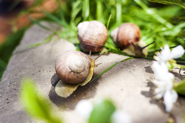 포토 JPG 해외이미지 동물 계절 유럽 야생동물 여행 백그라운드 밭 자연 이끼 사람없음 야외 물 컬러풀 뷰티 일출 환경 정원 봄 하이킹 젖음 신선 닫기 숲 묘사 서식지 공터 내추럴 보호구역 해외포토 자연요소 나라 컬러 농업 모션 레저 노을 생태계 구역 파일형식 이미지허브