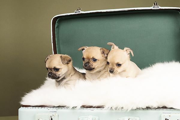 포토 JPG 해외이미지 동물 척추동물 새끼 백그라운드 포유류 가족 털 실내 3 앉기 사람없음 초록색 반려동물 갈색 귀여움 여행가방 흰색 개 강아지 쓰레기 작음 귀 치와와 송곳니 기르기 유래 해외포토 컬러 컨셉 가방 관계 모션 내부 신체부위 치아 크기 돌봄 파일형식 이미지허브