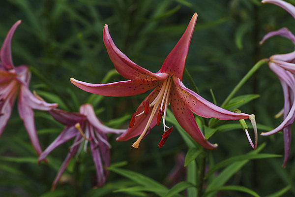 포토 JPG 해외이미지 식물 계절 꽃잎 꽃 분홍색 백그라운드 잎 꽃무늬 농업 오렌지 자연 사람없음 장식 빨간색 초록색 컬러풀 뷰티 정원 중국 봄 벚꽃 신선 개화 허브 붓꽃 블랙베리 표범 내추럴 기르기 러시아인 영원 히말라야 해외포토 서양인 산업 아시아 컬러 무늬 과일 포유류 생태계 돌봄 파일형식 산맥 이미지허브