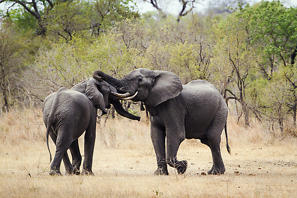포토 JPG 해외이미지 포즈 이동 2 모션 아프리카 자연 놀이 코끼리 국립공원 사람없음 가로 공격 사파리 남아프리카 보호구역 해외포토 공원 나라 컨셉 포유류 생태계 구역 파일형식 이미지허브