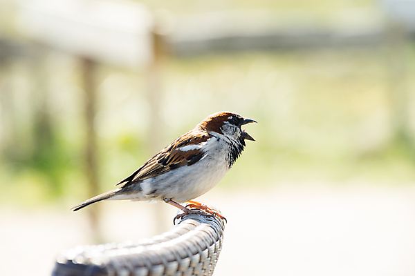 포토 JPG 해외이미지 한마리 공원 남자 유럽 야생동물 날개 노래 자연 조류 주택 앉기 사람없음 갈색 정원 작음 깃털 부리 참새 계산서 해외포토 동물 1 공공시설 나라 음악 컬러 모션 사람 건물 크기 생태계 파일형식 이미지허브