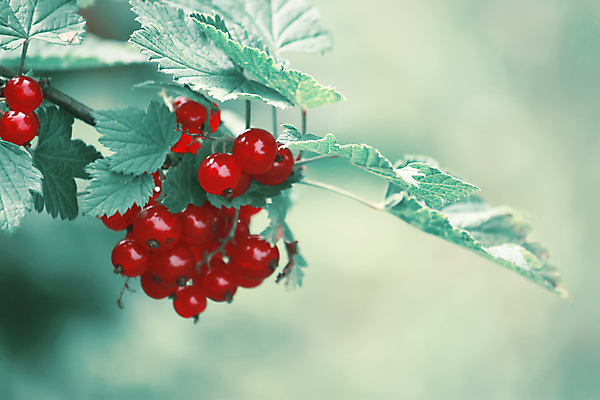 포토 JPG 해외이미지 식물 계절 열매 음식 줄기 백그라운드 잎 다이어트 과일 재료 자연 디저트 건강 사람없음 빨간색 초록색 여름 정원 흰색 나뭇가지 신선 그룹 달콤 맛 다발 먹기 유기농 날것 비타민 내추럴 채소밭 건포도 숙성 신맛 채식주의자 비건 맛있는 해외포토 나무 웰빙 컬러 컨셉 밭 모션 포도 생태계 채식 건과일 영양소 파일형식 이미지허브