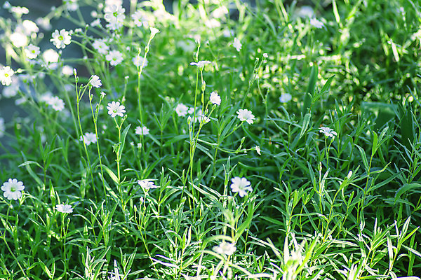 포토 JPG 해외이미지 식물 계절 공원 꽃잎 꽃 행복 분홍색 백그라운드 잎 꽃무늬 패턴 밭 오렌지 자연 사람없음 야외 빨간색 초록색 여름 컬러풀 뷰티 정원 봄 벚꽃 흰색 신선 개화 작음 내추럴 강렬 많음 해외포토 공공시설 감정 컬러 컨셉 무늬 농업 과일 크기 생태계 파일형식 이미지허브