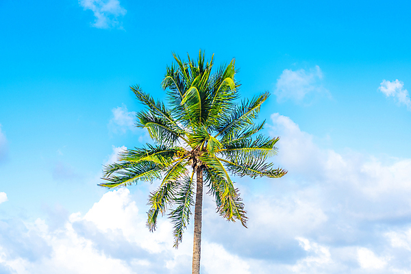 포토 JPG 해외이미지 주간 구름 하늘 한그루 사람없음 야외 여름 야자수 맑음 여름풍경 야자수잎 해외포토 자연요소 나무 1 계절 잎 날씨 풍경 파일형식 여름_계절 이미지허브