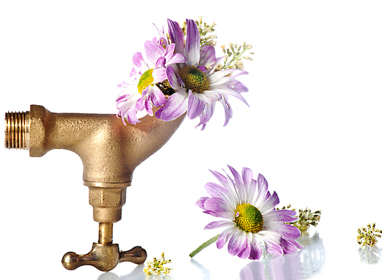 포토 JPG 해외이미지 꽃 사람없음 물 젖음 절약 황금 심볼 생태학 이국적 대리인 해외포토 자연요소 식물 교육 컨셉 파일형식 이미지허브