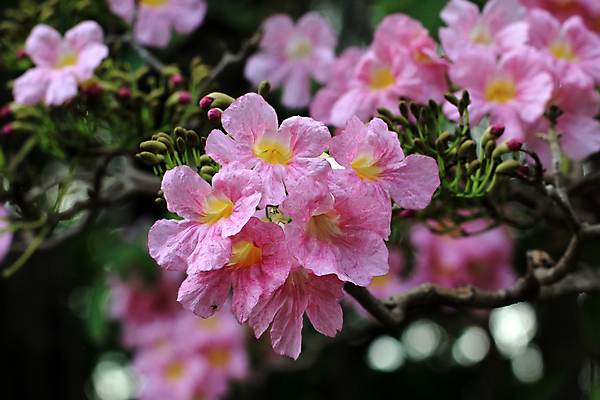 포토 JPG 해외이미지 나무 식물 꽃 분홍색 백그라운드 잎 꽃무늬 자연 사람없음 장식 초록색 컬러풀 뷰티 벚꽃 신선 개화 트럼펫 해외포토 컬러 무늬 금관악기 생태계 파일형식 이미지허브