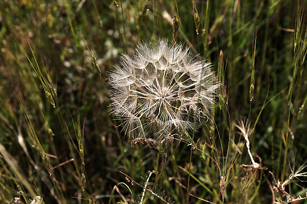 포토 JPG 해외이미지 주간 사람없음 야외 민들레 민들레홀씨 해외포토 자연요소 꽃 파일형식 이미지허브