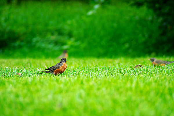포토 JPG 해외이미지 동물 한마리 응시 야생동물 곤충 북아메리카 밭 날개 오렌지 노래 자연 조류 서기 잔디 사람없음 야외 빨간색 뷰티 노란색 미국 회색 관찰 가슴 먹기 깃털 꼬리 사냥 부리 교외 뒤뜰 땅바닥 수유 해외포토 식물 1 시선 음악 컬러 농업 과일 모션 바닥 아메리카 신체부위 생태계 파일형식 이미지허브