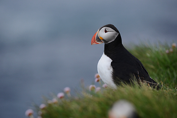 포토 JPG 해외이미지 주간 한마리 조류 사람없음 야외 아웃포커스 소프트포커스 퍼핀 해외포토 자연요소 동물 1 촬영기법 파일형식 이미지허브