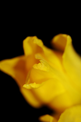 포토 JPG 해외이미지 식물 계절 꽃잎 꽃 줄기 분홍색 꽃무늬 오렌지 휴가 사람없음 장식 초록색 여름 컬러풀 뷰티 노란색 정원 봄 활발 낭만 젖음 성장 신선 오픈 그룹 클래식 선택 꽃집 묘사 네덜란드 원예 잡종 꽃수술 많음 해외포토 유럽 컬러 컨셉 무늬 과일 취미 상점 파일형식 이미지허브