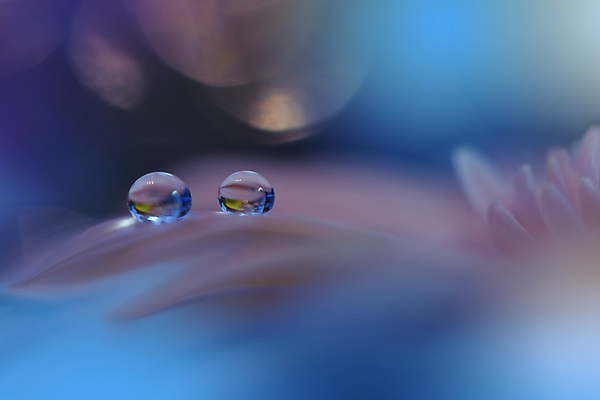 포토 JPG 해외이미지 식물 디자인 배너 꽃 백그라운드 꽃무늬 자연 벽지 추상 휴가 새로움 기념 사랑 미술 사람없음 장식 컬러풀 뷰티 봄 낭만 덮개 벚꽃 축하 인사 신용카드 떨어짐 데이지 캔버스 초대 파스텔톤 국경 해외포토 계절 감정 컬러 컨셉 무늬 문화예술 금융 뚜껑 예절 생태계 파일형식 이미지허브