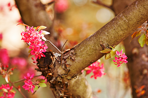 포토 JPG 해외이미지 나무 식물 디자인 꽃잎 꽃 분홍색 백그라운드 잎 꽃무늬 자연 사람없음 야외 초록색 빛 뷰티 정원 맑음 봄 수확 벚꽃 나뭇가지 신선 개화 체리 복숭아 내추럴 해외포토 계절 컬러 무늬 농업 과일 날씨 생태계 파일형식 이미지허브
