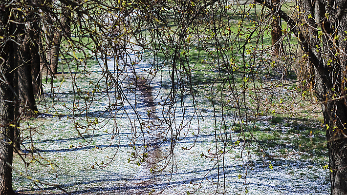 포토 JPG 해외이미지 나무 계절 공원 길 백그라운드 컨셉 잎 겨울 자연 날씨 휴가 그림자 풍경 사람없음 야외 초록색 마을 환경 정원 맑음 봄 추위 수확 흰색 나뭇가지 신선 숲 오솔길 장면 부드러움 폭풍 방법 선로 줄서기 해외포토 식물 공공시설 컬러 농업 모션 감각 생태계 파일형식 이미지허브