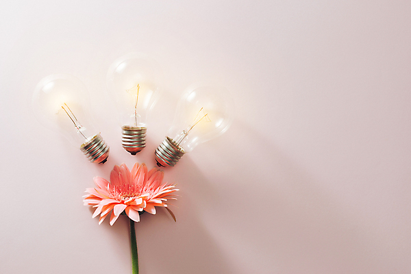 포토 JPG 해외이미지 꽃 전구 아이디어 실내 사람없음 오브젝트 거베라 보라색배경 해외포토 식물 백그라운드 컨셉 내부 보라색 파일형식 이미지허브