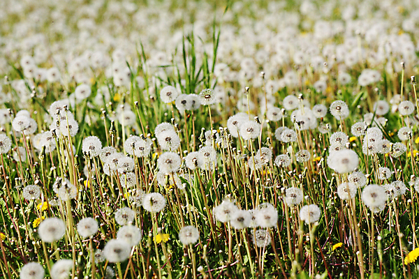 포토 JPG 해외이미지 주간 꽃밭 사람없음 야외 아웃포커스 민들레 민들레홀씨 해외포토 자연요소 꽃 촬영기법 파일형식 이미지허브