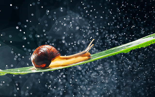 포토 JPG 해외이미지 한마리 잎 검은배경 실내 사람없음 보케 빛망울 기어가기 해외포토 식물 1 백그라운드 모션 내부 빛 검은색 파일형식 이미지허브