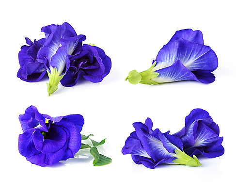 포토 JPG 해외이미지 식물 꽃잎 꽃 아시아 음료 나비 꽃무늬 농업 자연 건강 요리 동양인 사람없음 야외 치료 초록색 파란색 약 홈페이지 남색 허브 원예 완두콩 포도나무 아이비 샴푸 내추럴 고립 린스 번 영원 적자 해외포토 나라 산업 빵 컬러 곤충 무늬 의학 콩 인종 취미 위생용품 과일나무 생태계 파일형식 이미지허브